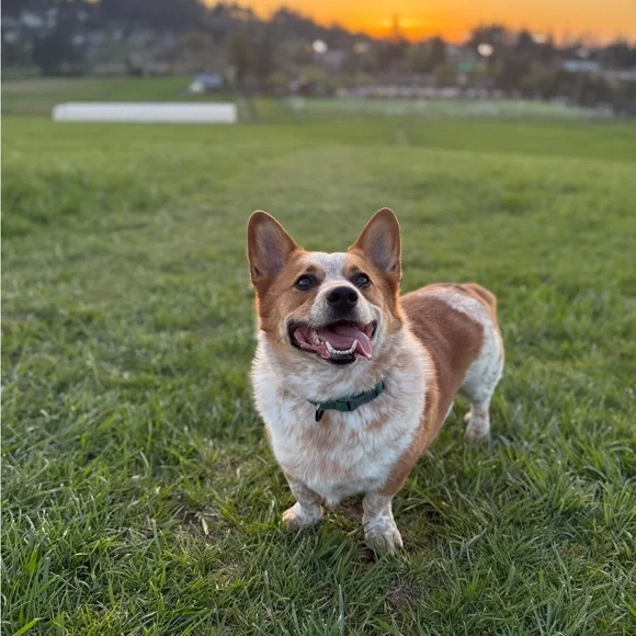 🖤 Lululine AK LIVE 🛍 All Lululemon ✨ Free Shipping + Giveaways! 🎁 - Picture 3 of 9